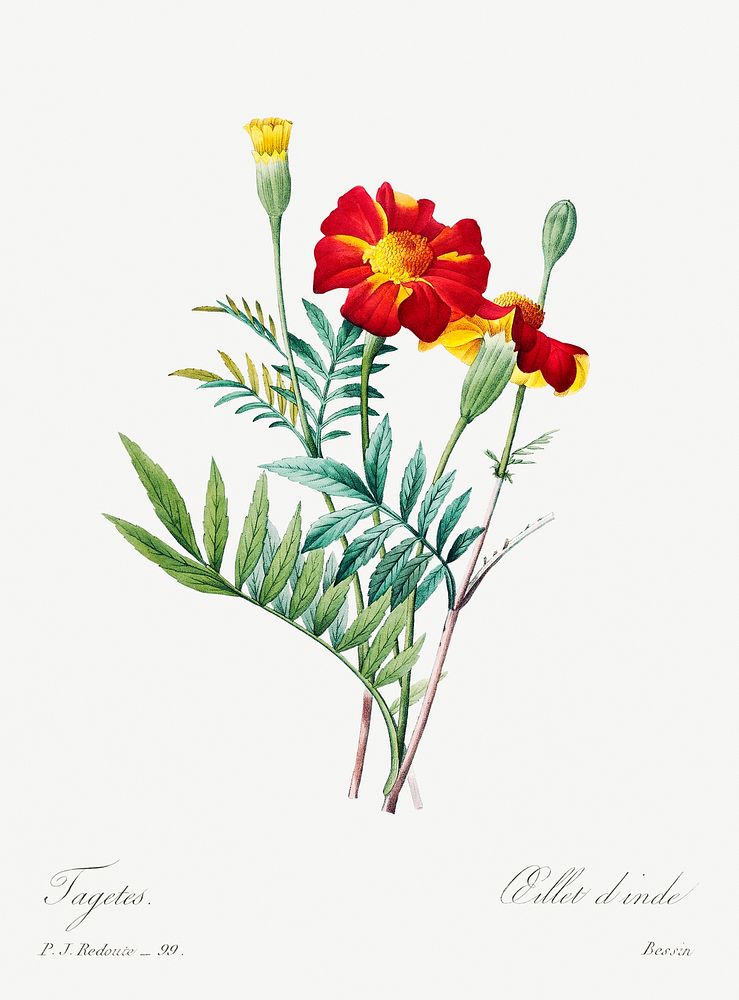 Mexican flower by Pierre-Joseph Redout&eacute; (1759&ndash;1840). Original from Biodiversity Heritage Library. Digitally…