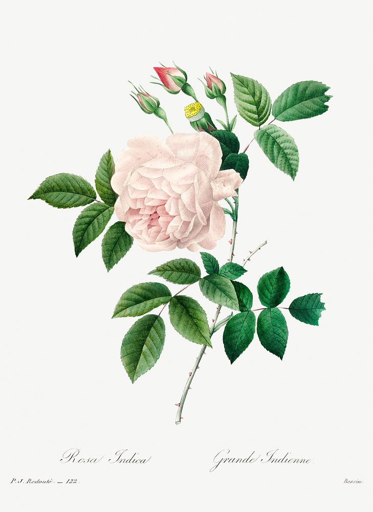 White rose by Pierre-Joseph Redout&eacute; (1759&ndash;1840). Original from Biodiversity Heritage Library. Digitally…