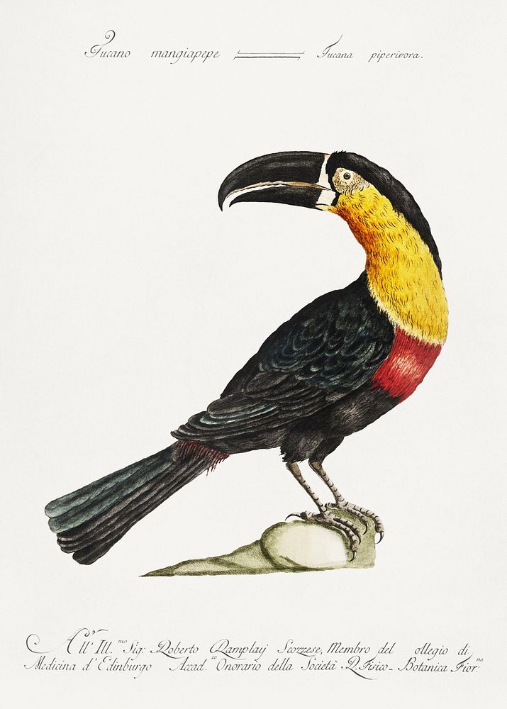 Tucana Piperivora (Mangiapepe Toucan) vintage illustration