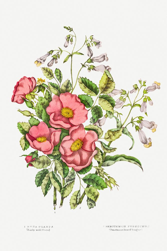 Canadian Wild Flowers (1869) Plate VII: 1. Rosa Blanda (Early Wild Rose) and 2. Pentstemon Pubescens (Penstemon Beard…