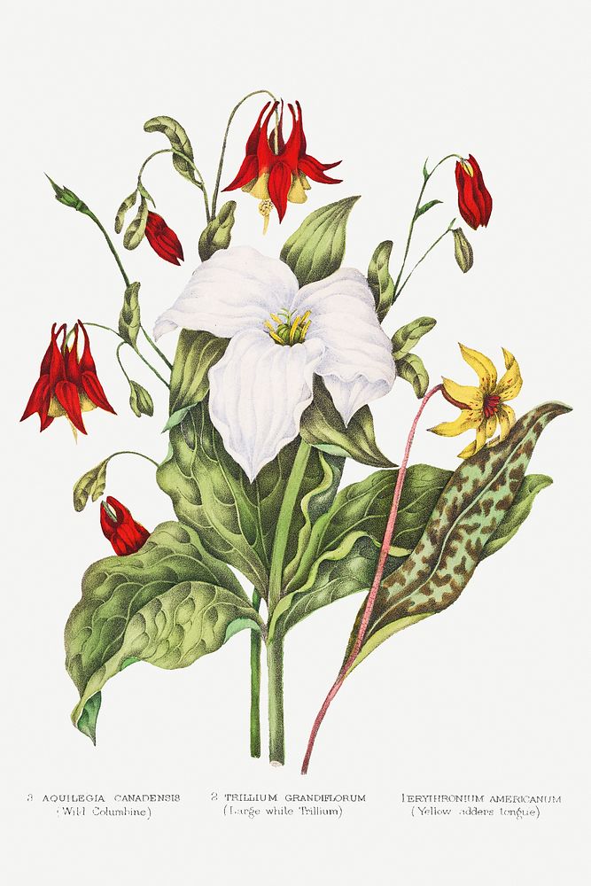 Canadian Wild Flowers (1869) Plate III: 1. Erythronium Americanum (Yellow Adders Tongue) 2. Trillium Grandiflorum (Large…