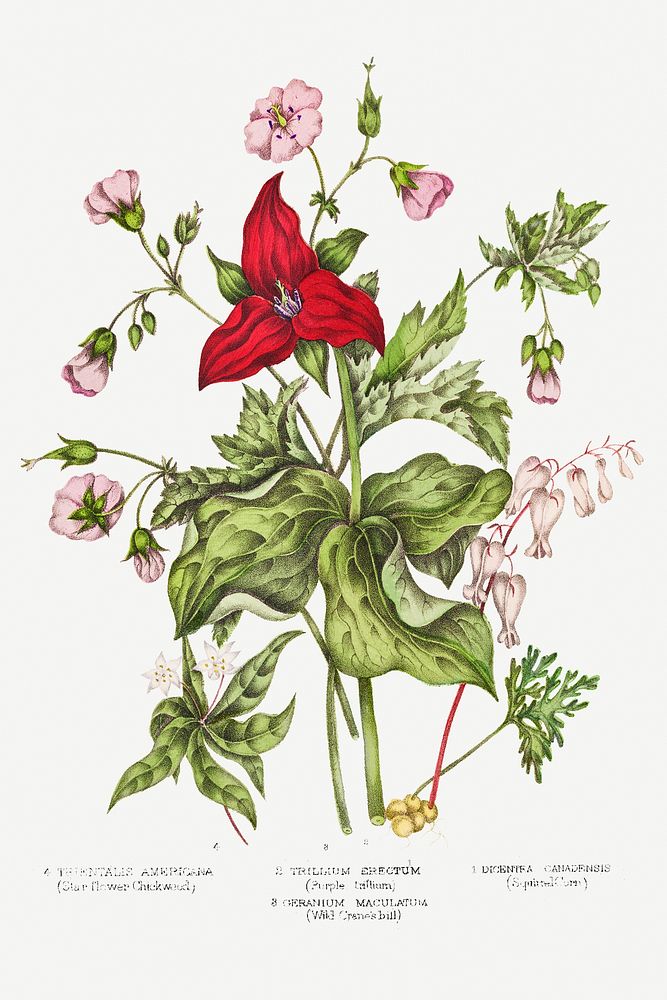 Canadian Wild Flowers (1869) Plate IV: 1. Dicentra Canadensis (Squirrel Corn) 2. Trillium erectum (Purple Trillium) 3.…