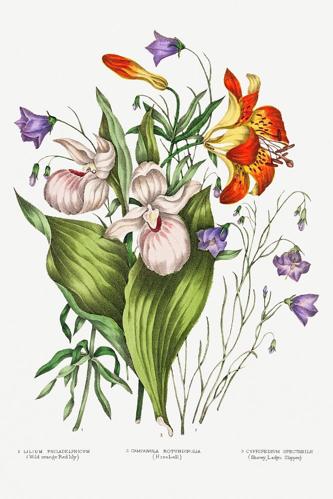 Wild Orange Red Lily, Harebell, and Showy Ladys Slipper flower bouquet template