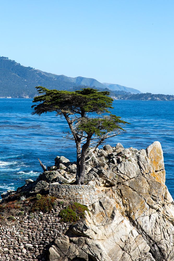 Lone Cypress on the 17-Mile Drive.