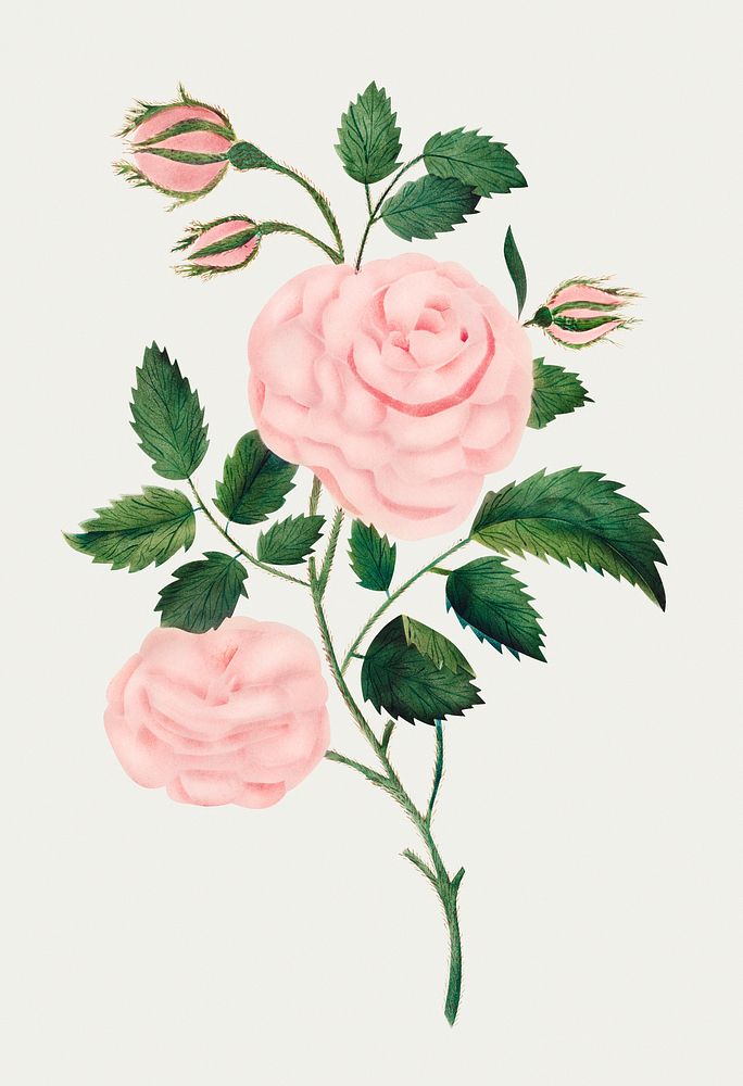Damask Rose by Mary Altha Nims (1817&ndash;1907). Original from The Cleveland Museum of Art. Digitally enhanced by rawpixel.