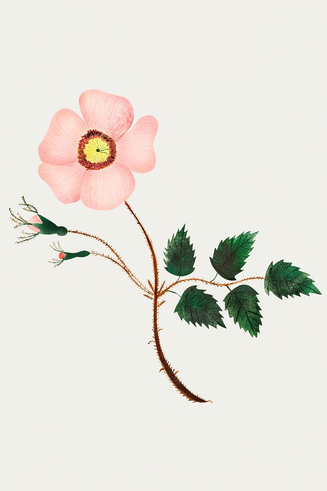 Wild Rose by Mary Altha Nims (1817&ndash;1907). Original from The Cleveland Museum of Art. Digitally enhanced by rawpixel.