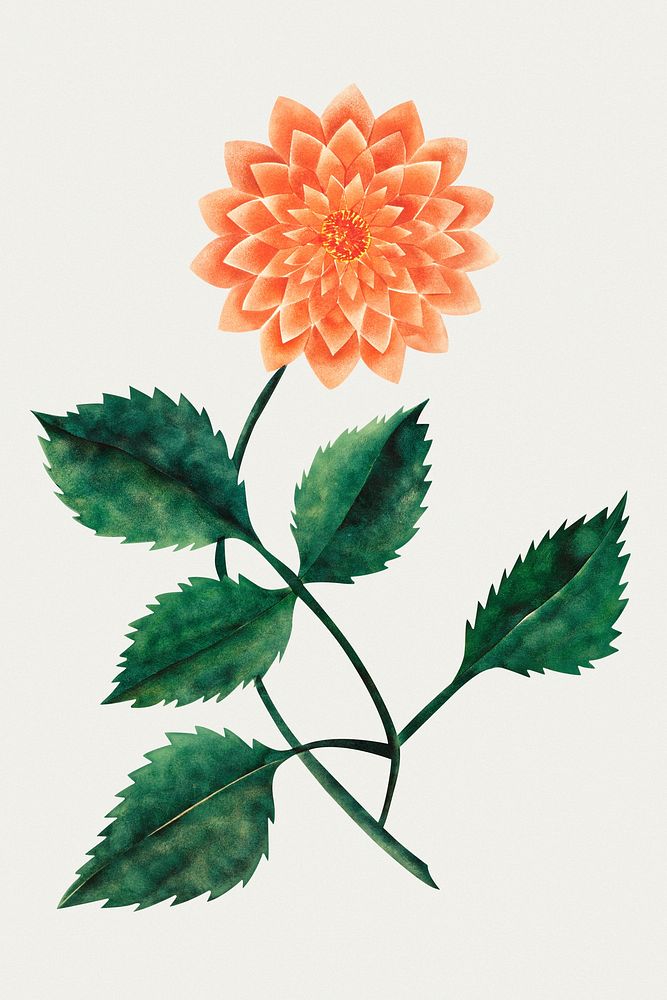 Dahlia flower vintage illustration