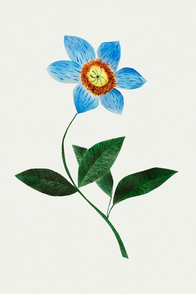 Star Flower by Mary Altha Nims (1817&ndash;1907). Original from The Cleveland Museum of Art. Digitally enhanced by rawpixel.