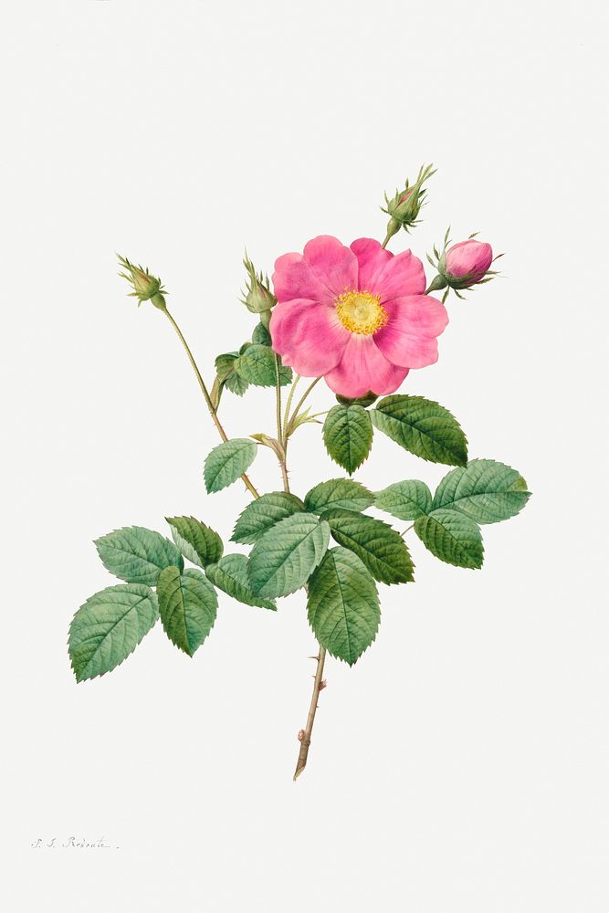 Cabbage Rose (Rosa Centifolia Simplex) (1817&ndash;1824) by Pierre-Joseph Redout&eacute; and Henry Joseph Redout&eacute;.…