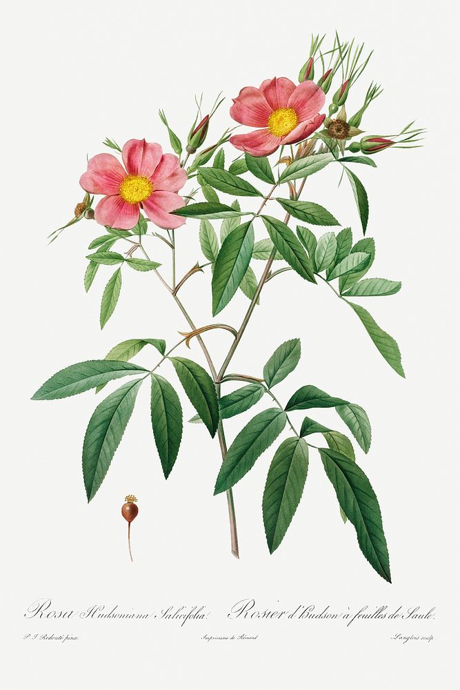 Rosa Hudsoniana Salicifolia (1817&ndash;1824) by Pierre-Joseph Redout&eacute; and Henry Joseph Redout&eacute;. Original from…