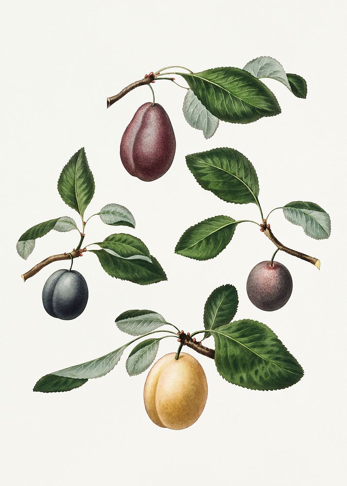 Set of plums vintage illustration