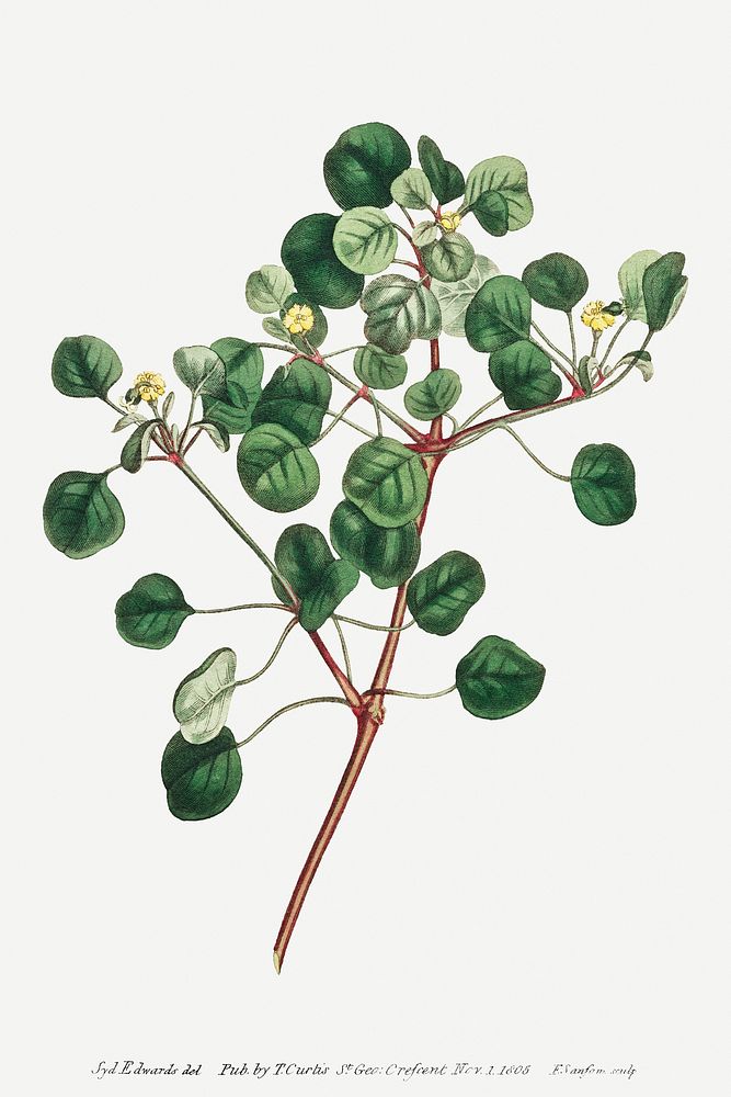 Vintage Euphorbia Petiolaris (Manchineel berry) plant illustration