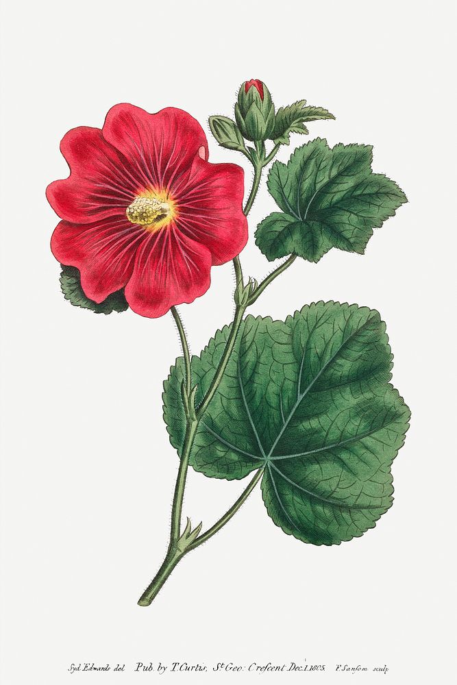 Seringapatam A Hollyhock (Alcea Rosea) (1815) Image from The Botanical Magazine or Flower Garden Displayed by Francis…