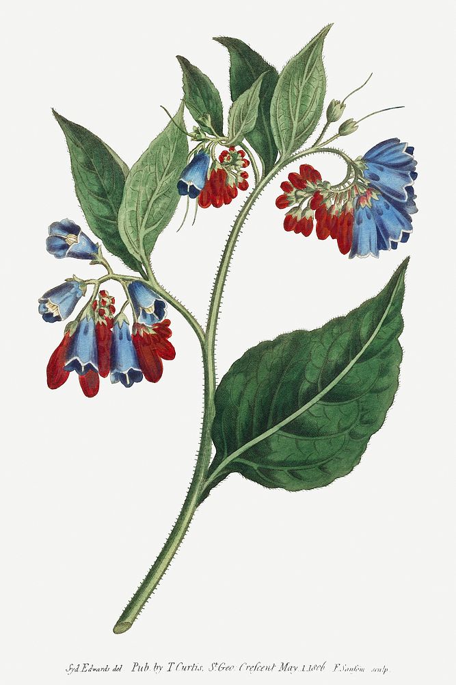 Symphyum Asperrim (Prickley Comfrey) (1806) Image from The Botanical Magazine or Flower Garden Displayed by Francis Sansom.…
