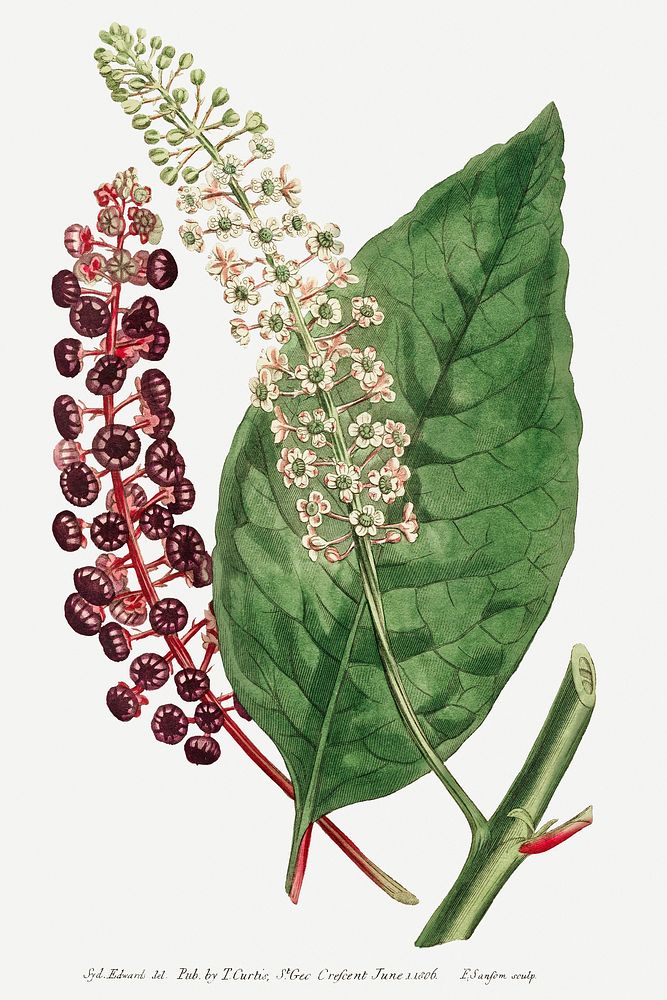 Vintage Phytolacca Decandra (American Pokeweed) flower illustration