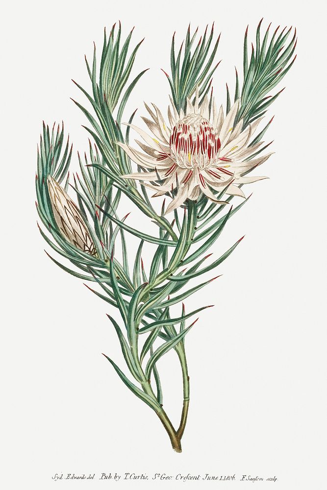 Vintage Protea Mucronifolia (Dagger&ndash;Leaf Protea) flower illustration