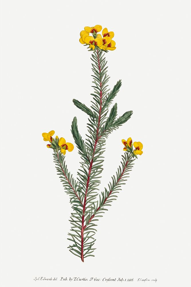Dillwynia Glaberrima (Smooth Parrot&ndash;Pea) (1806) Image from The Botanical Magazine or Flower Garden Displayed by…