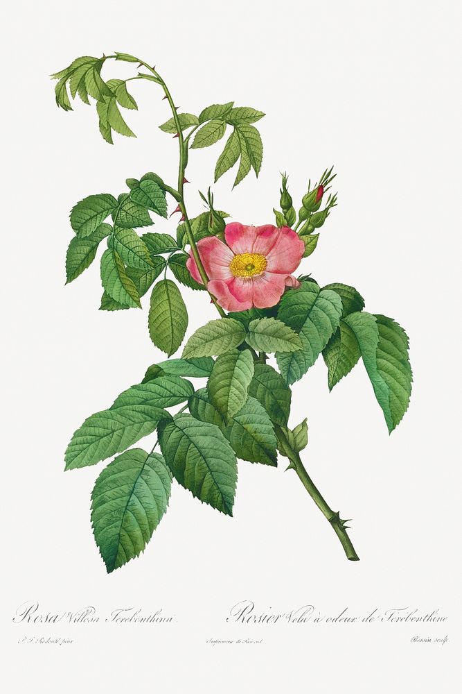 Rosa Villosa Terebenthina (1817&ndash;1824) by Pierre-Joseph Redout&eacute; and Henry Joseph Redout&eacute;. Original from…