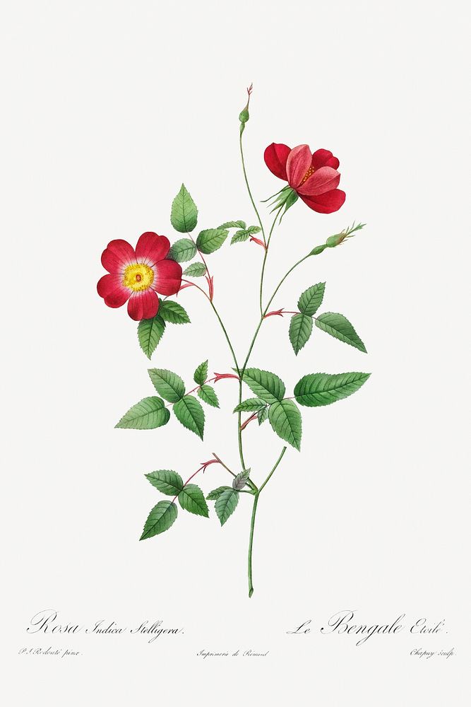 Rosa Indica Stelligera (1817&ndash;1824) by Pierre-Joseph Redout&eacute; aHenry Joseph Redout&eacute;. Original from The…