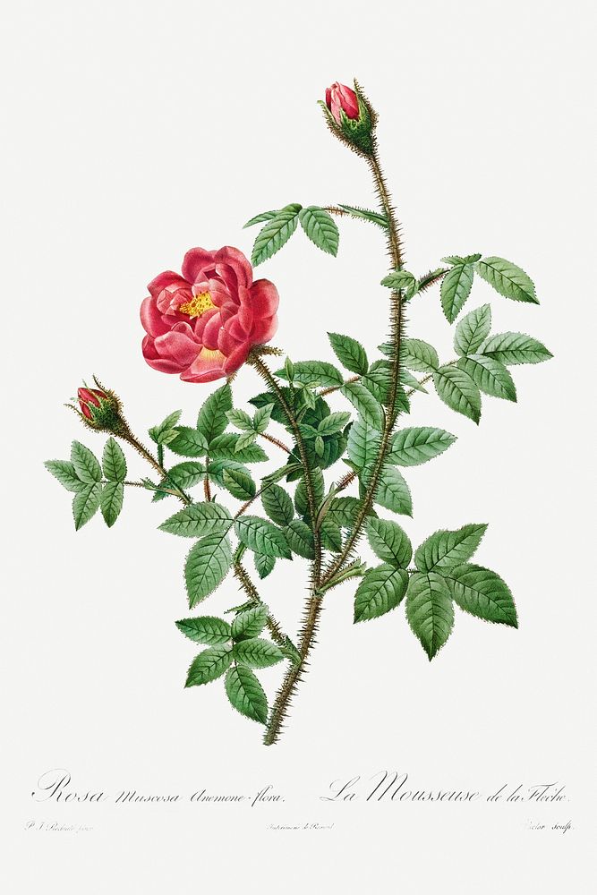 Moss Rose (1817–1824) by Pierre-Joseph Redouté and Henry Joseph Redouté. Original from The Cleveland Museum of Art.…