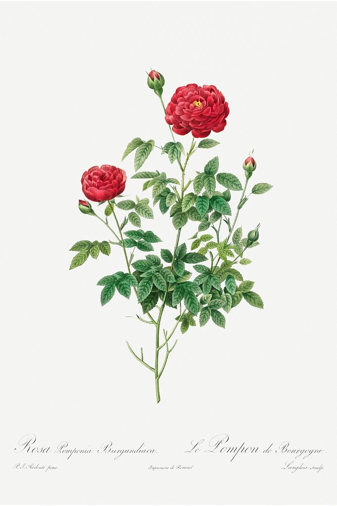 Pompon Rose (1817&ndash;1824) by Pierre-Joseph Redout&eacute; and Henry Joseph Redout&eacute;. Original from The Cleveland…