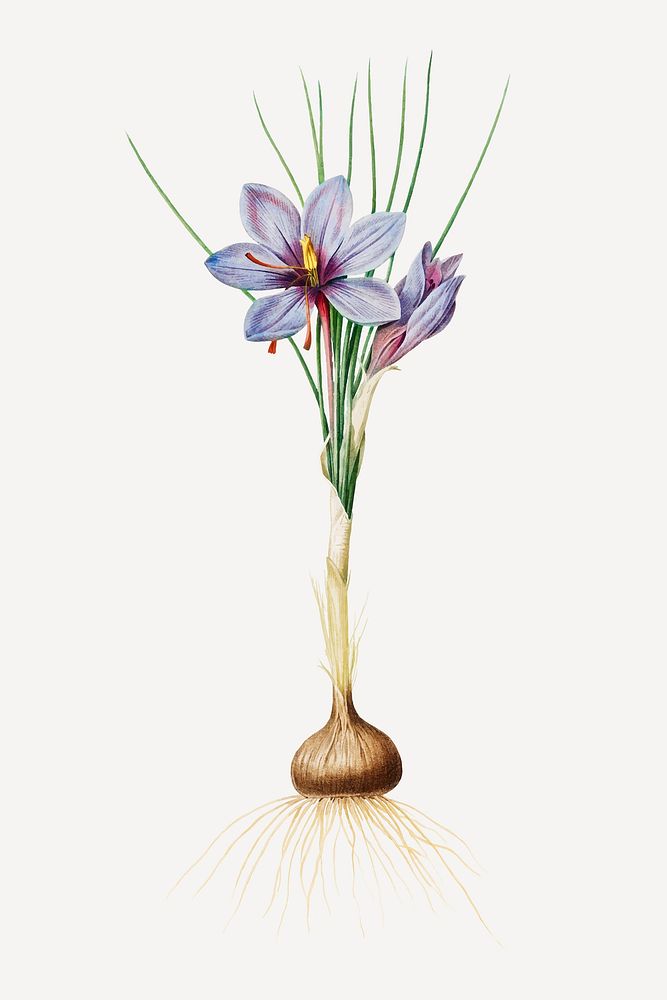 Vintage Crocus Sativus illustration poster mockup