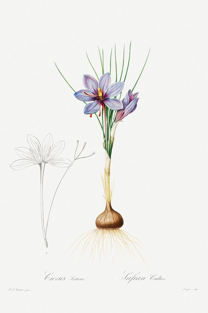 Crocus Sativus (1802&ndash;1816) by Pierre-Joseph Redout&eacute; and Henry Joseph Redout&eacute;. Original from The…
