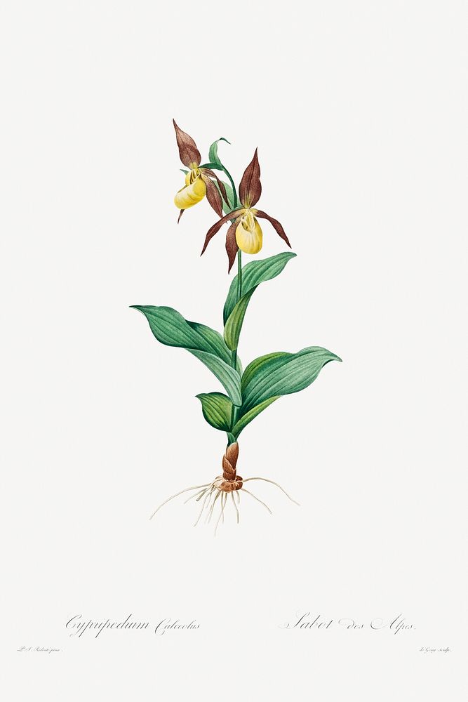 Cypripedium Calceolus (1802&ndash;1816) by Pierre-Joseph Redout&eacute; and Henry Joseph Redout&eacute;. Original from The…