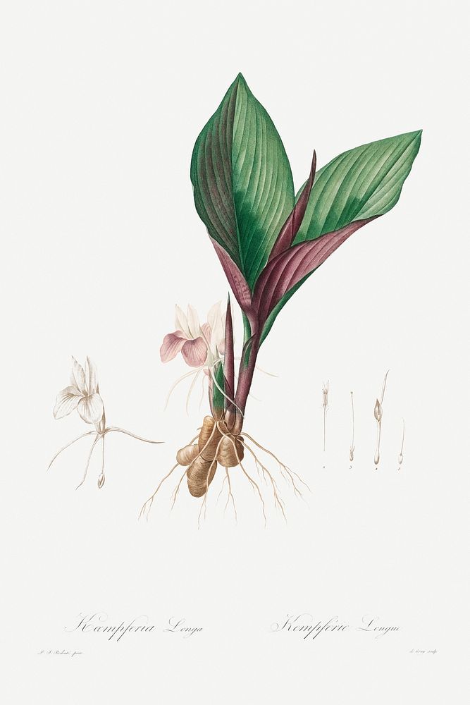 Kaempferia Longa (1802&ndash;1816) by Pierre-Joseph Redout&eacute; and Henry Joseph Redout&eacute;. Original from The…