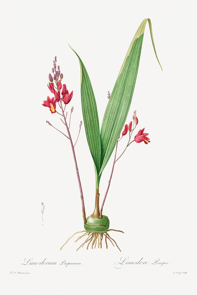 Limodorum Purpureum (1802&ndash;1816) by Pierre-Joseph Redout&eacute; and Henry Joseph Redout&eacute;. Original from The…