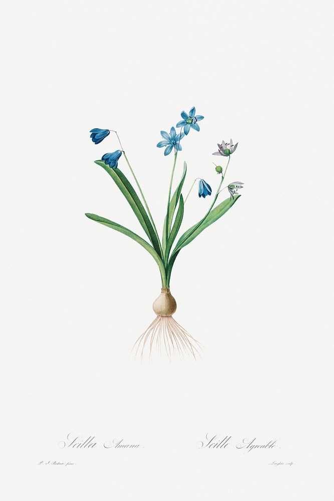 Scilla Amaena (1802&ndash;1816) by Pierre-Joseph Redout&eacute; and Henry Joseph Redout&eacute;. Original from The Cleveland…