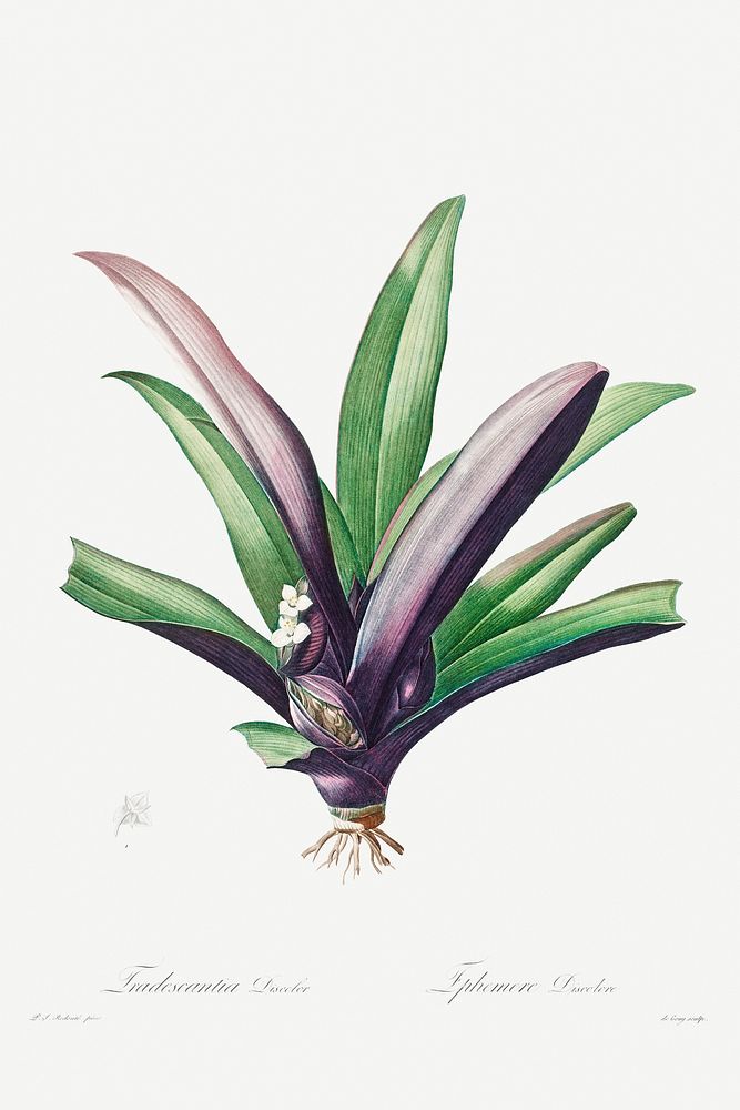Tradescantia Discolor (1802&ndash;1816) by Pierre-Joseph Redout&eacute; and Henry Joseph Redout&eacute;. Original from The…