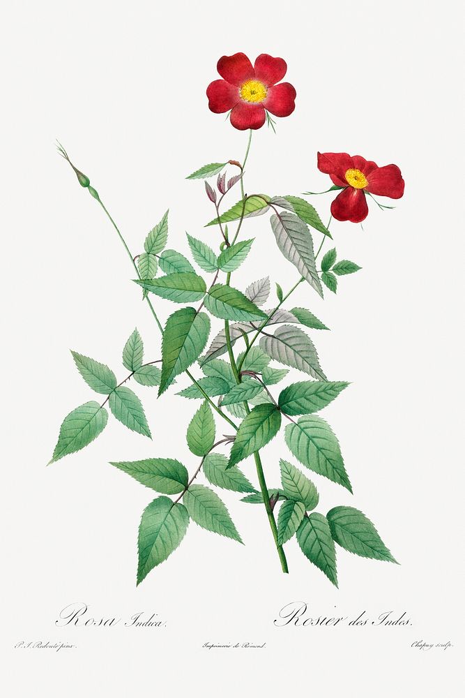Rosa Indica (1817&ndash;1824) by Pierre-Joseph Redout&eacute; and Henry Joseph Redout&eacute;. Original from The Cleveland…