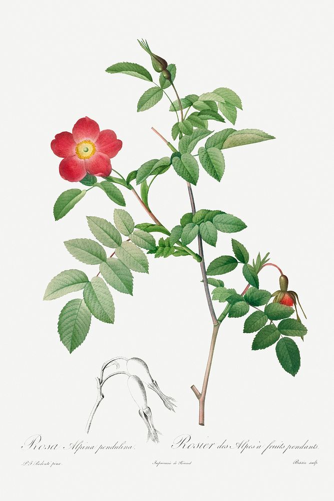 Rosa alpina pendulina illustration poster mockup