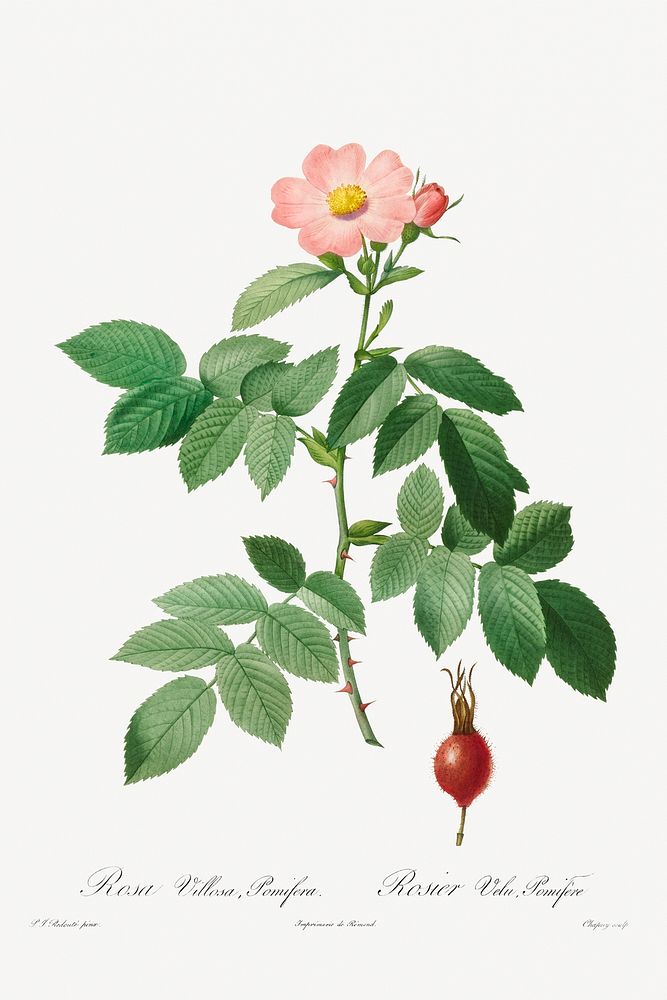 Rosa Villosa, Pomifera (1817&ndash;1824) by Pierre-Joseph Redout&eacute; and Henry Joseph Redout&eacute;. Original from The…