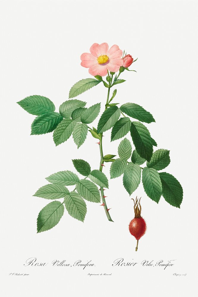 Rosa villosa pomifera illustration poster mockup