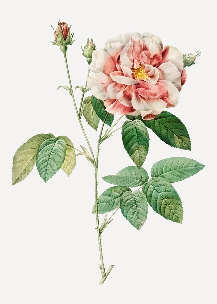 Vintage Rosa Gallica vector