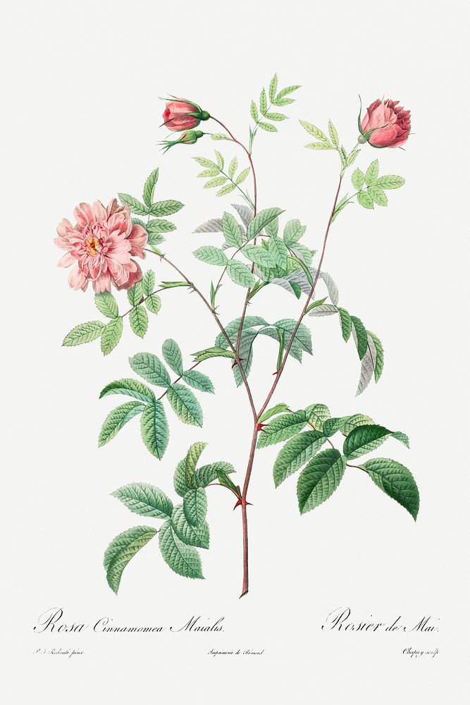 Rosa Cinnamomea (1817&ndash;1824) by Pierre-Joseph Redout&eacute; and Henry Joseph Redout&eacute;. Original from The…