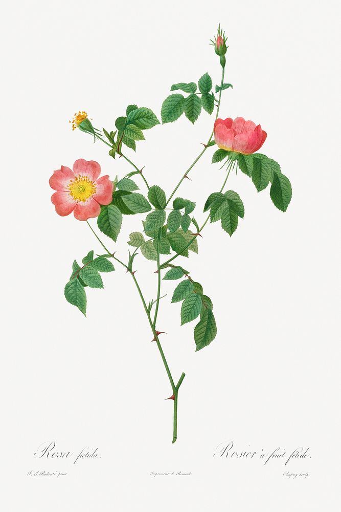 Rosa Indica (1817&ndash;1824) by Pierre-Joseph Redout&eacute; and Henry Joseph Redout&eacute;. Original from The Cleveland…
