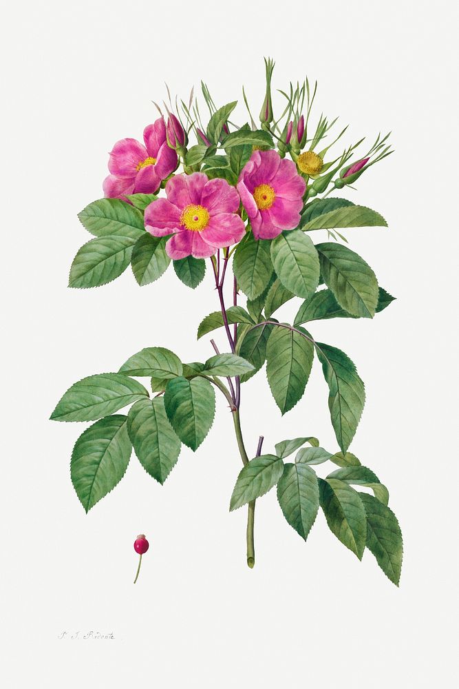 Pasture Rose (Rosa Carolina Corymbosa) (1817&ndash;1824) by Pierre-Joseph Redout&eacute; and Henry Joseph Redout&eacute;.…