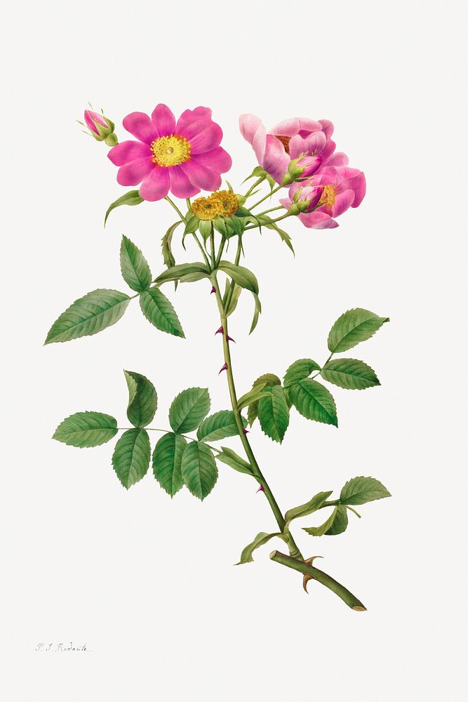 Rosa Collina Monsoniana (1817&ndash;1824) by Pierre-Joseph Redout&eacute; and Henry Joseph Redout&eacute;. Original from The…