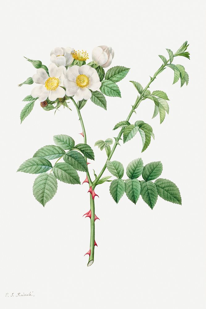 Brier bush rose or dog rose (Rosa Leucantha) illustration poster mockup
