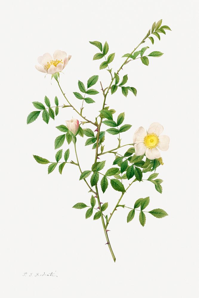 Brier Bush Rose or Dog Rose (Rosa Sepium Rosea) (1817&ndash;1824) by Pierre-Joseph Redout&eacute; and Henry Joseph…