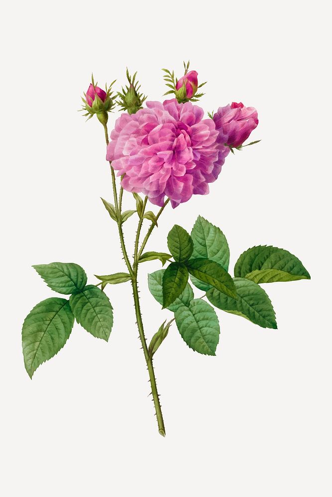 Vintage agatha rose (Rosa Gallica Agatha) vector