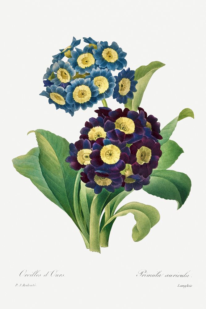 Primula Auricula (1827) by Pierre-Joseph Redout&eacute; and Henry Joseph Redout&eacute;. Original from The Cleveland Museum…