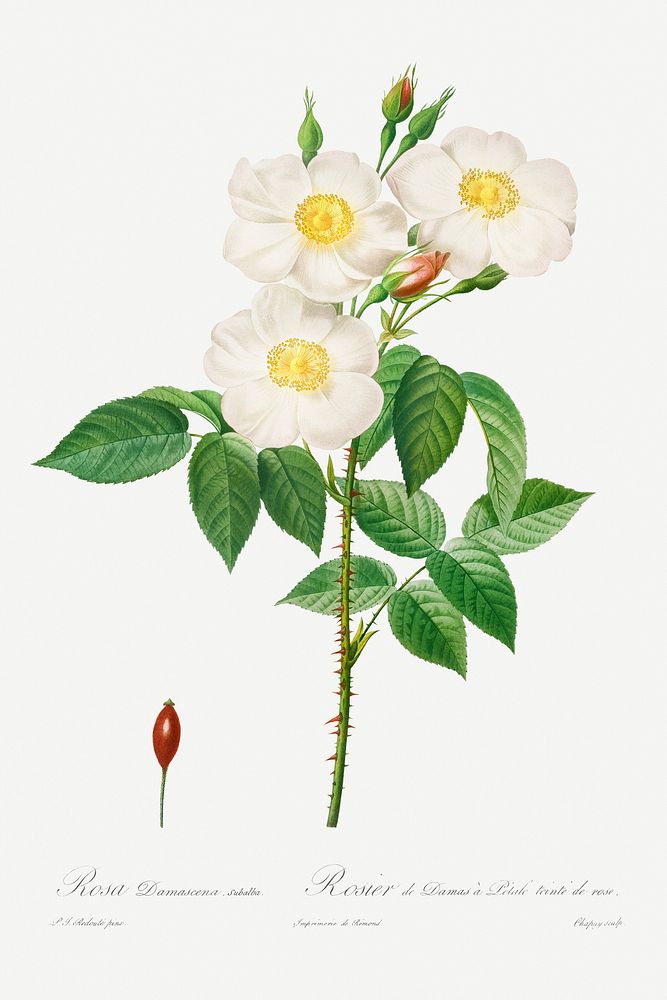 Rosa Damascena, Subalba  (1817&ndash;1824) by Pierre-Joseph Redout&eacute; and Henry Joseph Redout&eacute;. Original from…