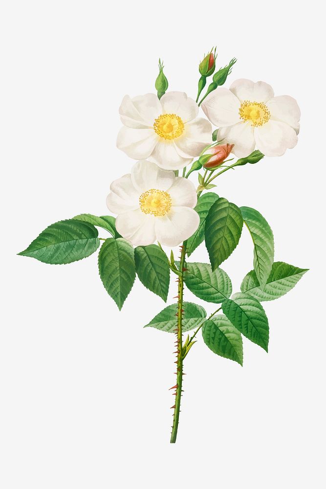 Vintage Rosa Damascena, subalba vector