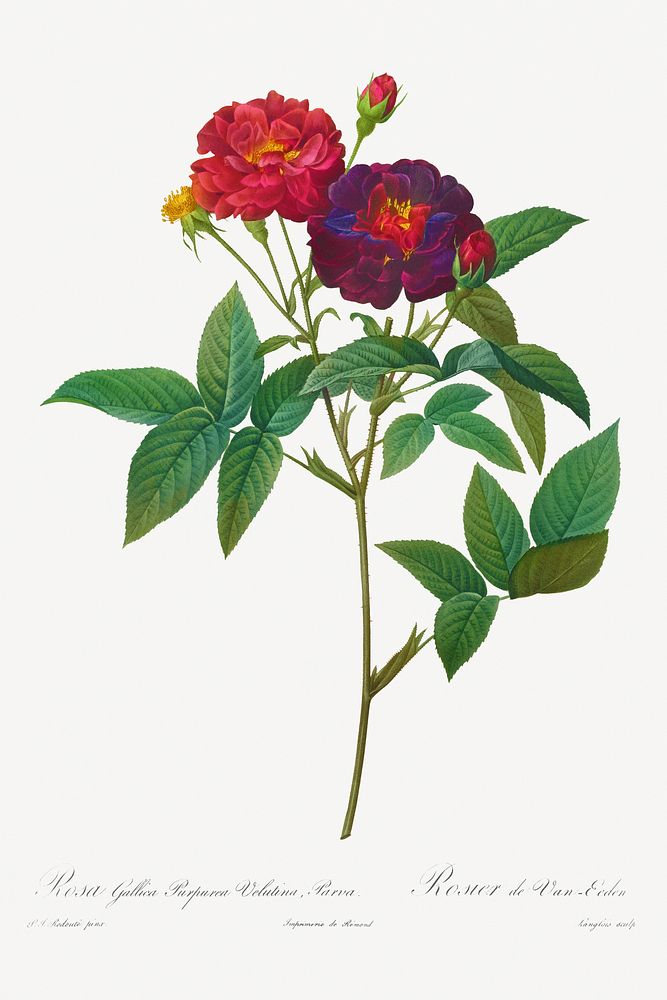 Rosa Gallica Purpurea Velutina Parva (1817&ndash;1824) by Pierre-Joseph Redout&eacute; and Henry Joseph Redout&eacute;.…