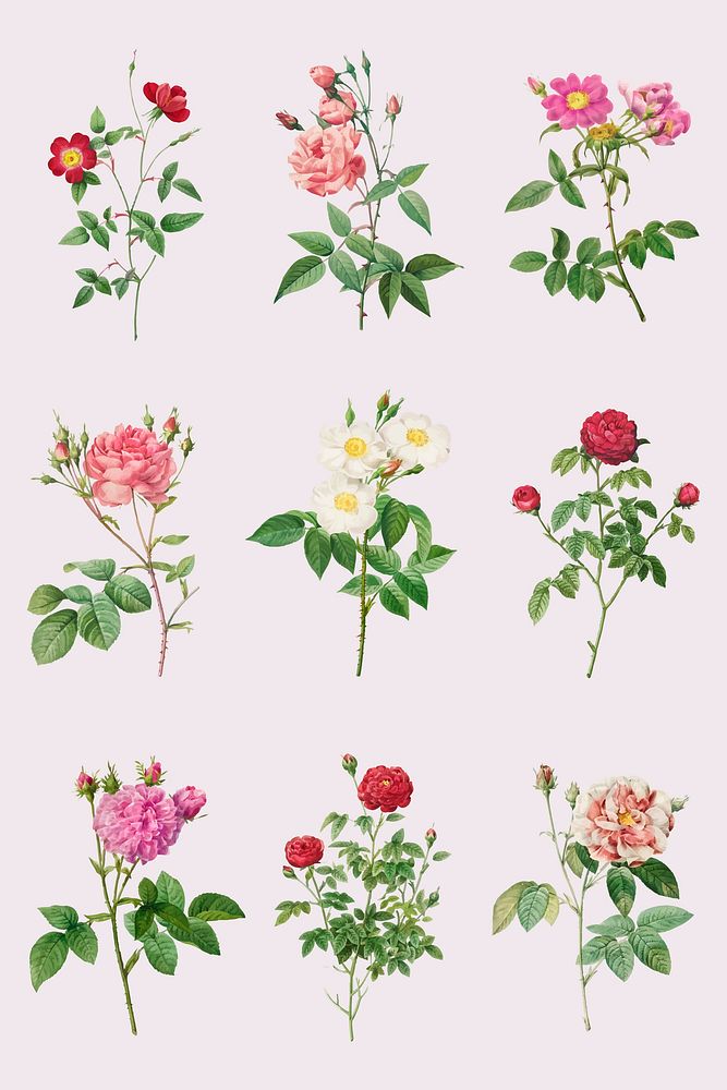Vintage rose flower vector collection