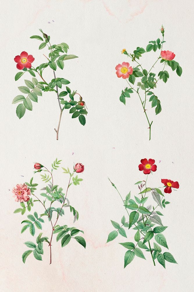 Vintage rose flower mockup collection